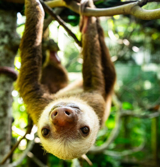 sloth upside down