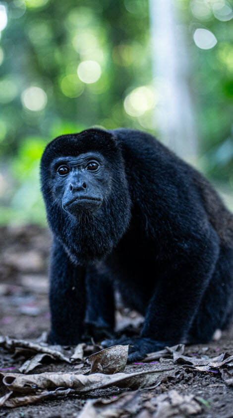 howler monkey