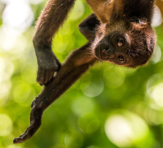 monkey hanging on a tree