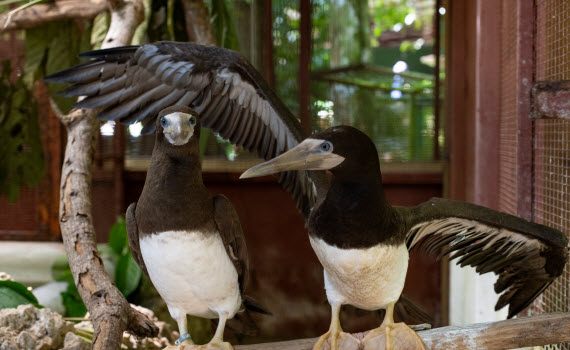 birds in puerto viejo limon