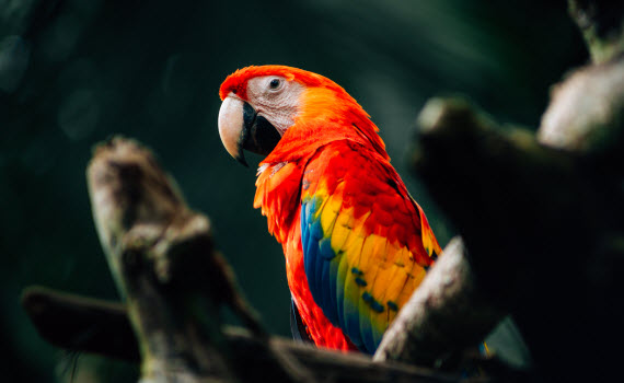 bids jaguar rescue center