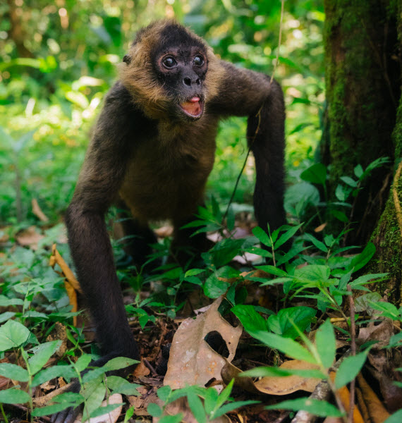 monkeys in costa rica