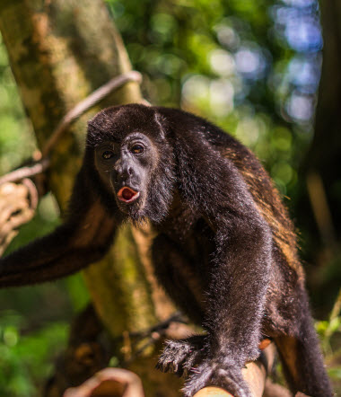 monkeys limon costa rica