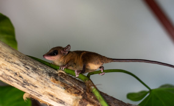 mammals in puerto viejo limon
