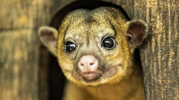 wildlife mammals in costa rica