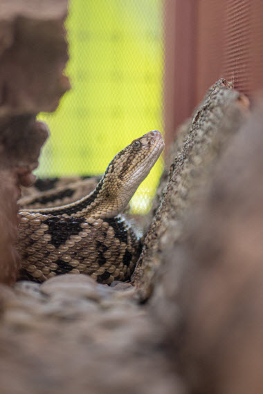 snakes in costa rica