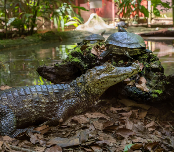 cocodrilians in Costa Rica