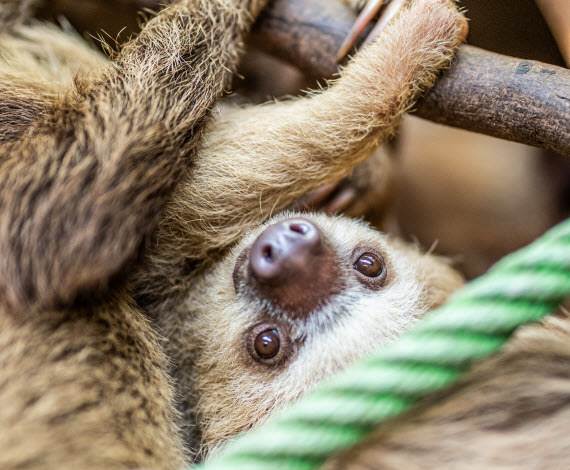 sloths in Costa Rica