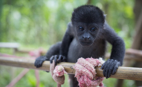 canopy bridge for wildlife