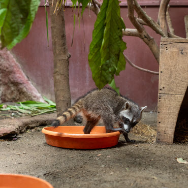 jrc communication volunteer program