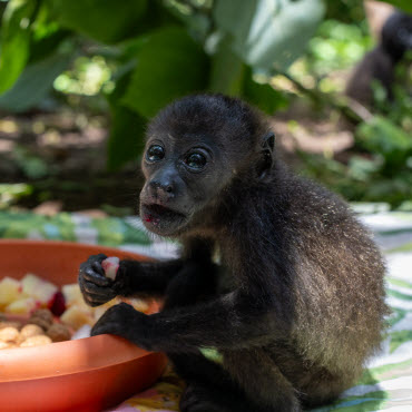 jrc communication volunteer program