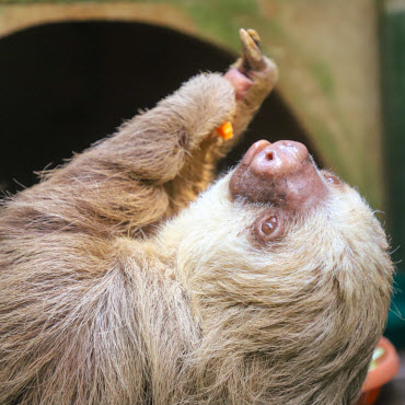 jrc communication volunteer program