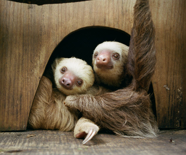 corporate sponsorship program