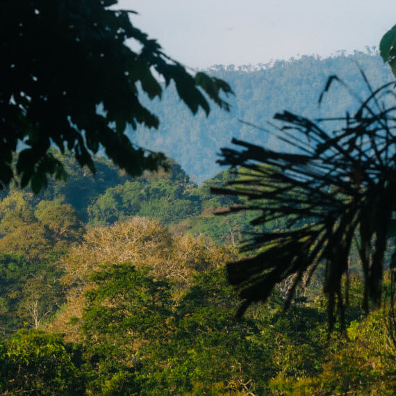 costa rica primary forest