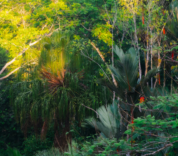 costa rica tropical forest