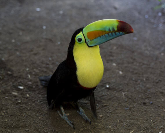 the best tour in puerto viejo limon