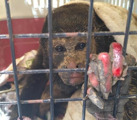 wildlife electrocutions