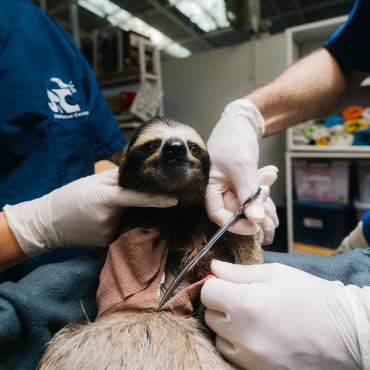 jrc nursery volunter program