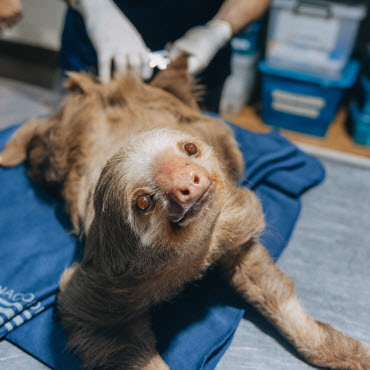 nursery assistance volunteer program