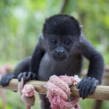 jrc nursery volunter program