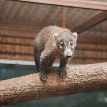 jrc nursery volunter program