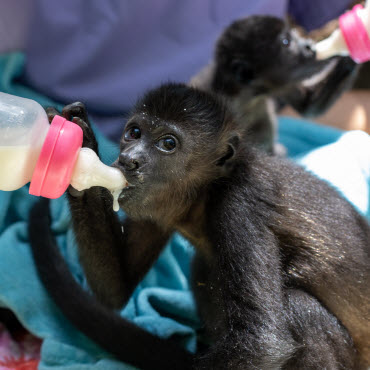 nursery assistance volunteer program