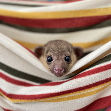 nursery assistance volunteer program