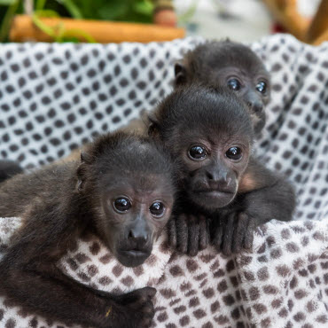 nursery assistance volunteer program