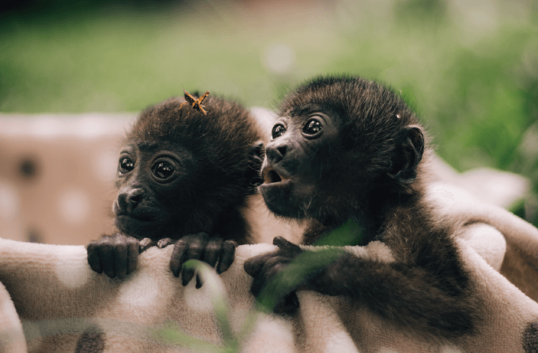baby monkeys costa rica