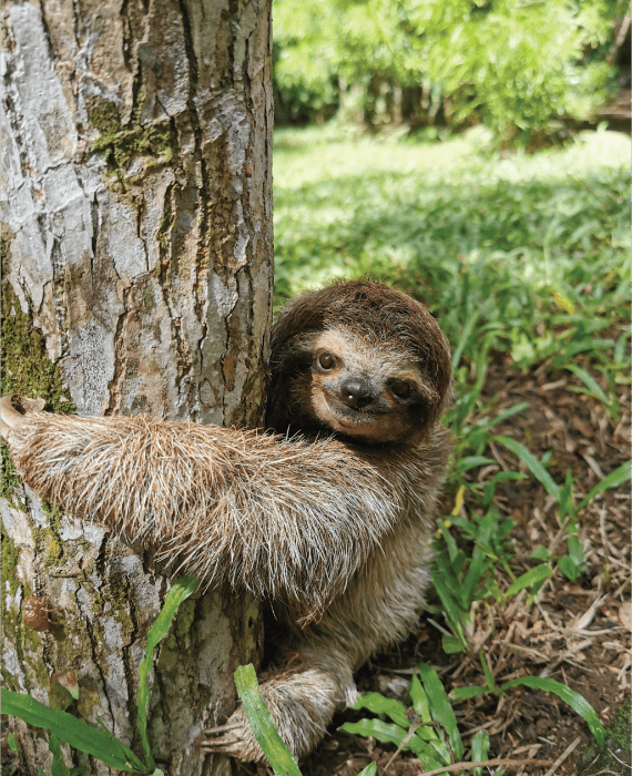baby sloth