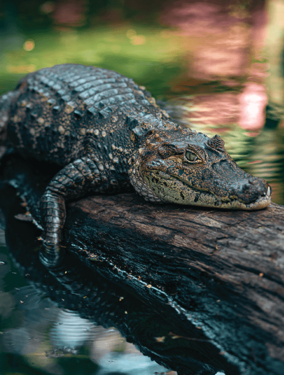 caiman costa rica