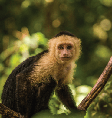capuchin monkey