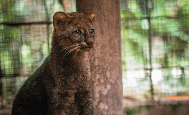 corporate sponsorship