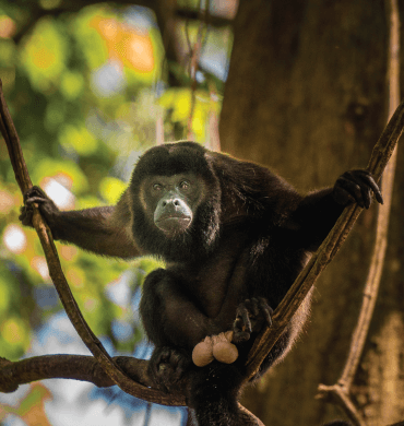 howler monkey