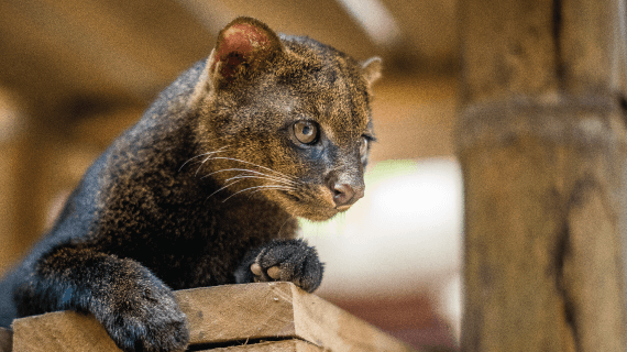 wildlife mammals in limon puerto viejo