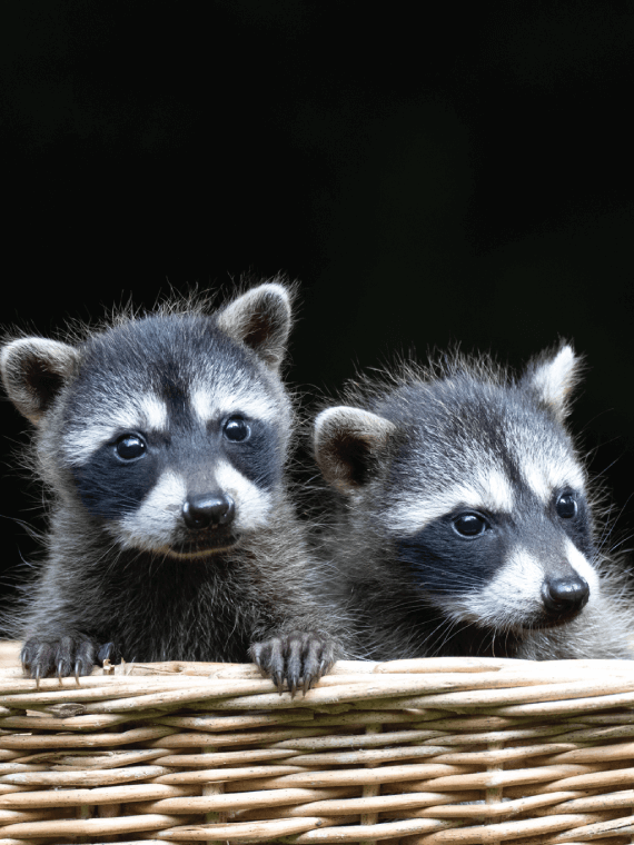 baby racoon