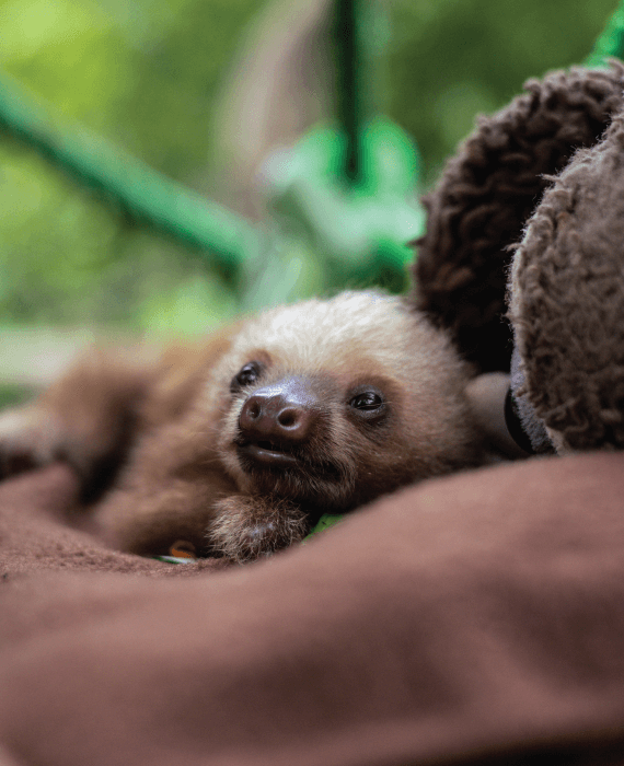 sloth