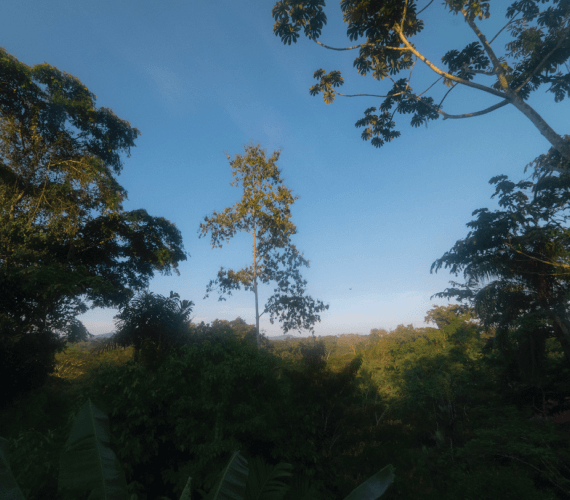 primary forest costa rica