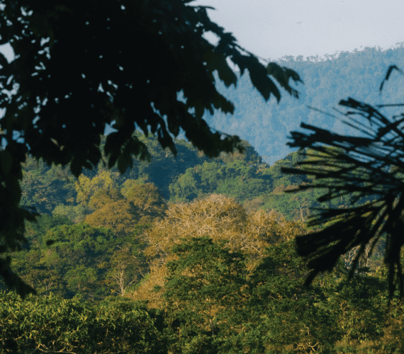 primary forest protection