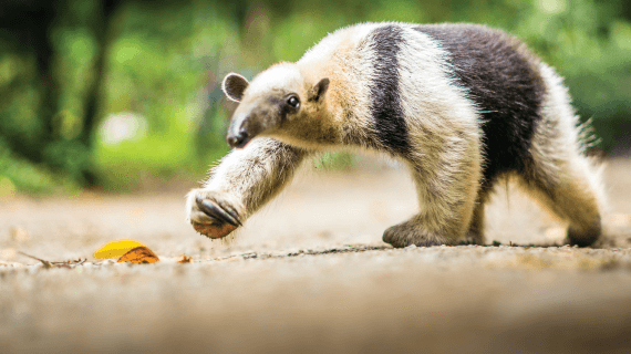 mammals in costa rica