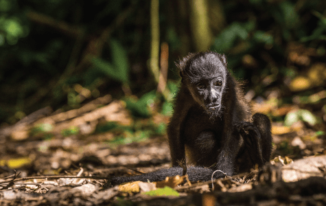 jaguar rescue center