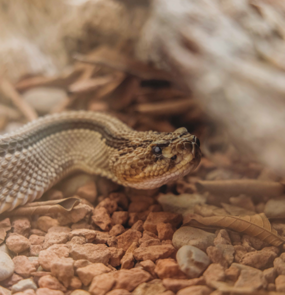 things to do in puerto viejo