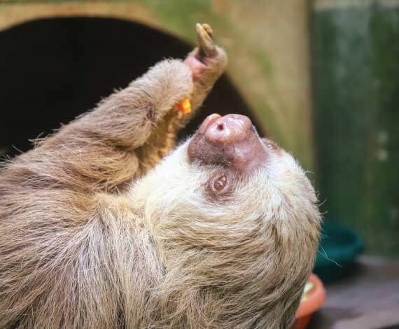 2 week volunteer program in costa rica