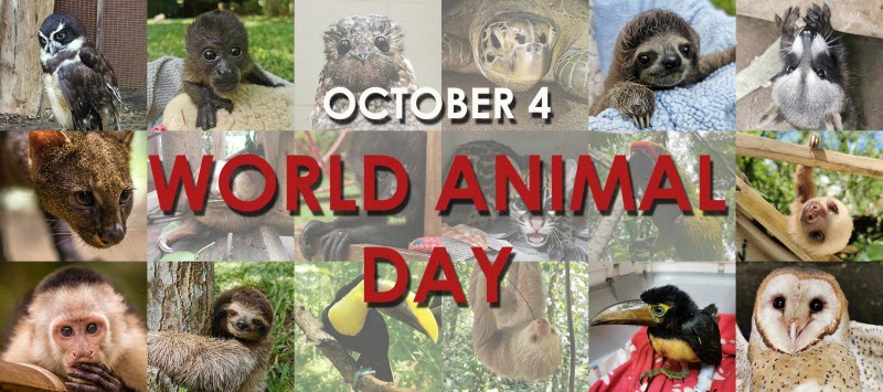 We started the month celebrating October 4th World Animal Day