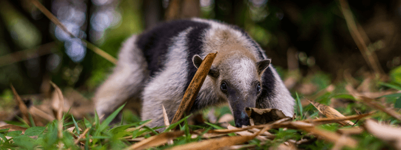 Xenarthra: Unraveling the Fascinating World of Sloths' Enigmatic Cousins