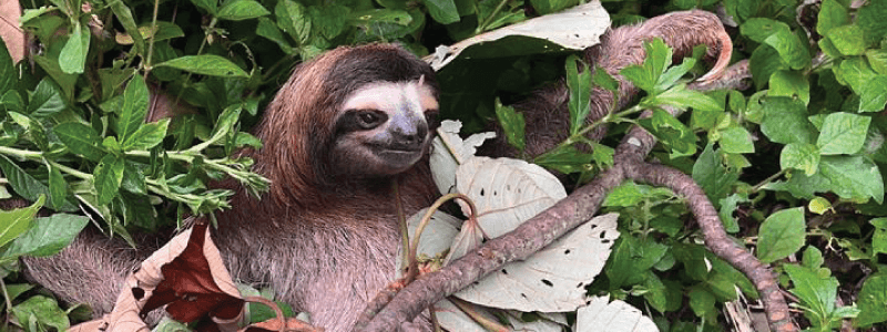 When Encountering an Injured Sloth: What to Do