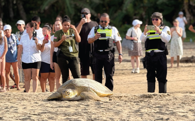 From Rescue to Release: The Journey of Three Green Sea Turtles