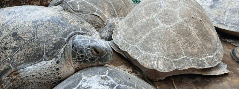We rescued 13 adult green sea turtles