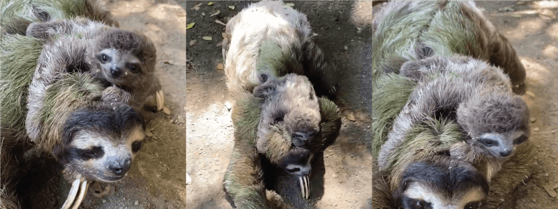 Symbiotic Harmony: Algae and Moths in Sloths