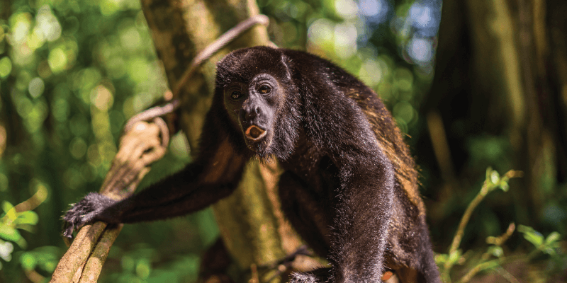 Howler Monkey Anatomy of the Howl